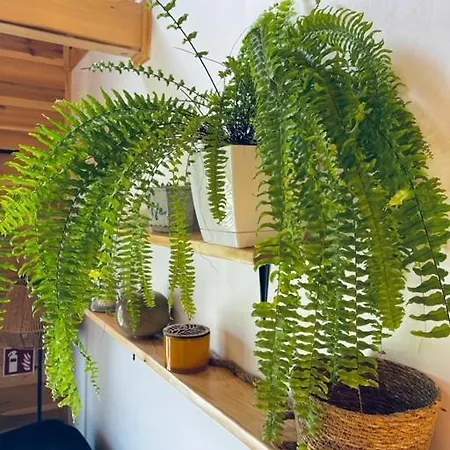Sklonowane Pod Czarna Gora Tatil Evi *