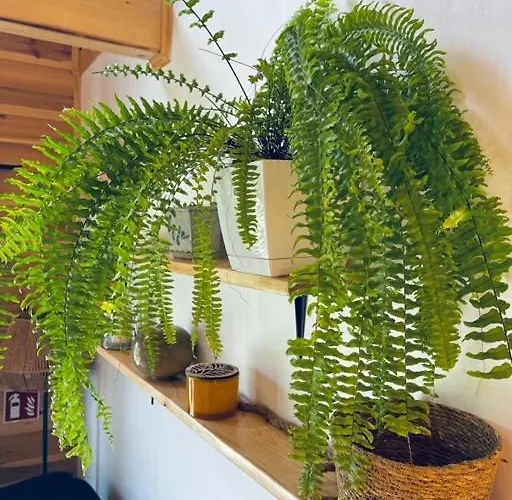 Sklonowane Pod Czarna Gora 펜션 *